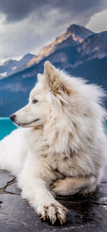 White Dog, Mountains, Lake Louise, Clouds, Pet, Water, Blue, 5K