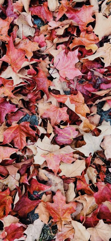 Maple leaves, Purple, Daytime, Fallen Leaves, Foliage, Autumn leaves