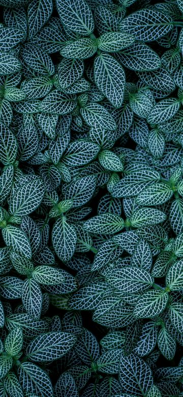 Green leaves, Plants, Leaf Background, Pattern, Closeup, Aesthetic, 5K