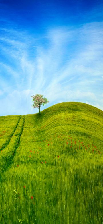 Grass Landscape, Blue Sky, Tree, Clear sky, Beautiful, Scenery, Daytime, 5K, 8K