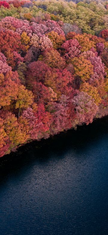 Colorful forest, Trees, Red, Yellow, Aerial view, Lake, River, Body of Water, Scenic