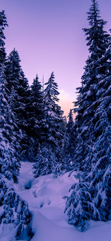 Pine trees, Snow covered, Purple sky, Sunset, Winter, 5K