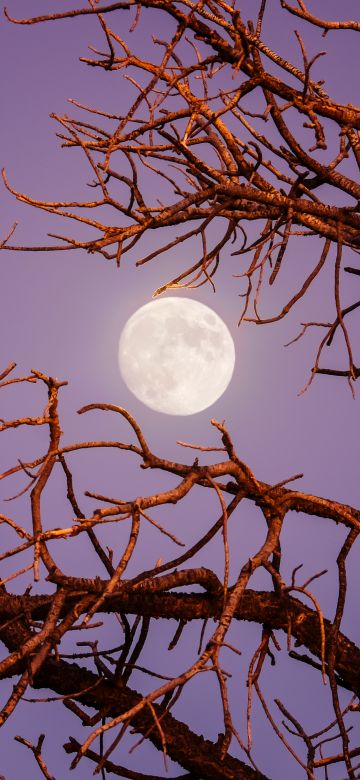 Twilight Moon, Night, Tree Branches, Sky view, Aesthetic, 5K