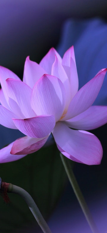 Lotus flower, Purple aesthetic