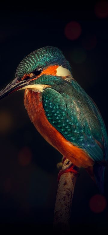 Kingfisher, Bird, Wildlife, Dark background, Closeup, Blue Bird, Tree Branch