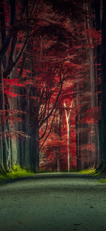 Forest Road, Trees, Woods, Sunset, Autumn Forest, Dawn, Pathway, Scenic, 5K