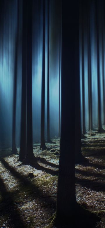 Dark Forest, Woods, Night time, Dark, Shadow, Tall Trees, Haunted, Mystery, 5K