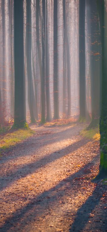 Autumn Forest, Fallen Leaves, Fog, Sun light, Shadow, Trees, Woods, 5K