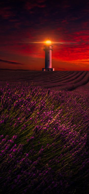 Sunset, Lavender fields, Lighthouse, Orange sky, Lavender flowers, Evening, 5K