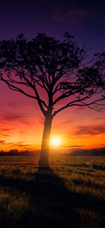 Sunset, Orange sky, Landscape, Purple, Clouds, Tree, Silhouette, 5K