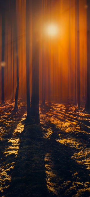 Sun rays, Woods, Tall Trees, Shadow, Dark Forest, Sunbeam, Orange, 5K