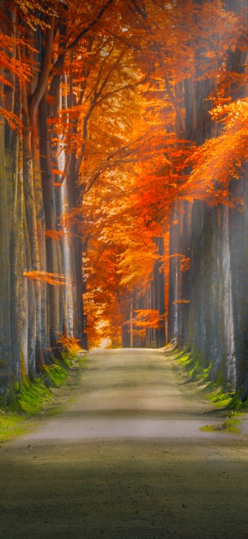 Forest path, Trunks, Trees, Woods, Autumn leaves, Road, Sun rays, 5K