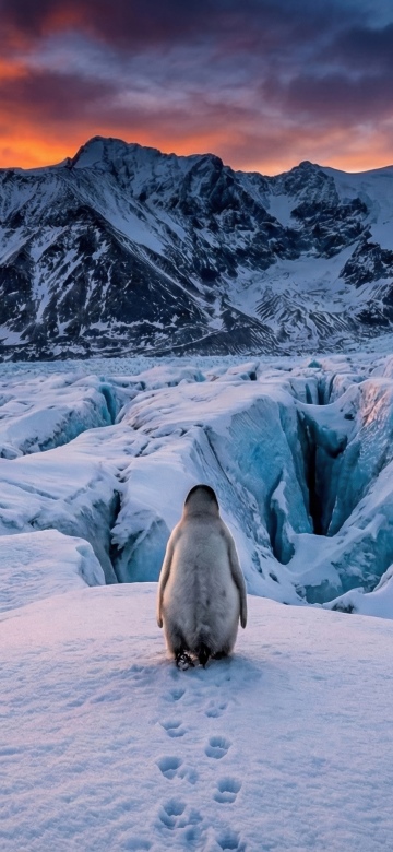 Nihilist penguin, Mountains