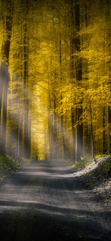 Sun rays, Dirt road, Autumn Forest, Foliage, Pathway, Woods, Trees, Calm, Peaceful, 5K