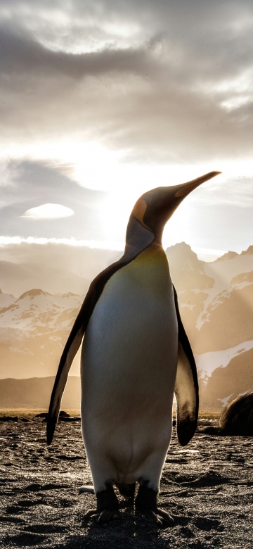 King penguin, Antarctica