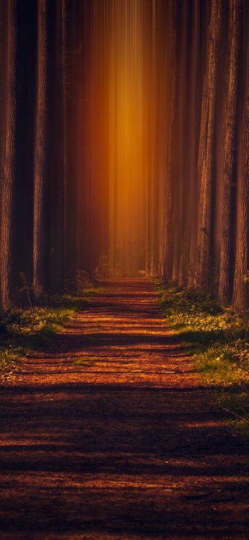 Pathway, Autumn Forest, Leaves, Trees, Woods, Road, Sunlight