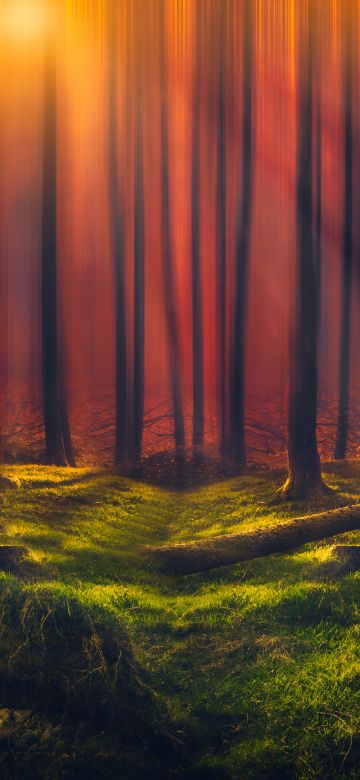 Sun rays, Forest, Grass, Woods, Tall Trees, Sunny, Orange, 5K