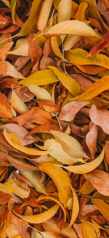 Leaves, Fall Foliage, Brown, Yellow background, 5K