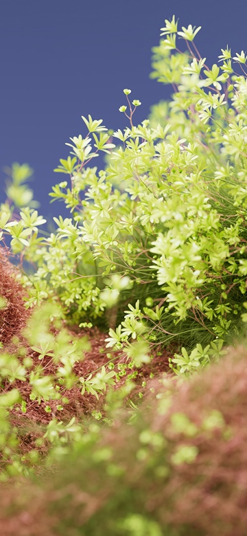 Macro, Bloom