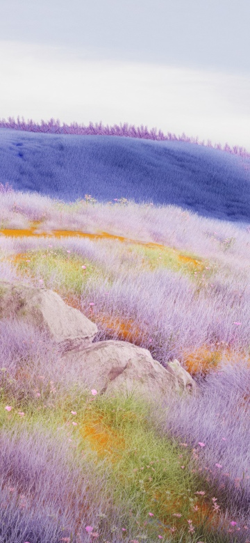 Dreamy, Lavender fields