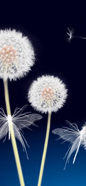 Dandelion flowers, Dandelion seeds, White Butterflies, Blue background, Plant, White flowers