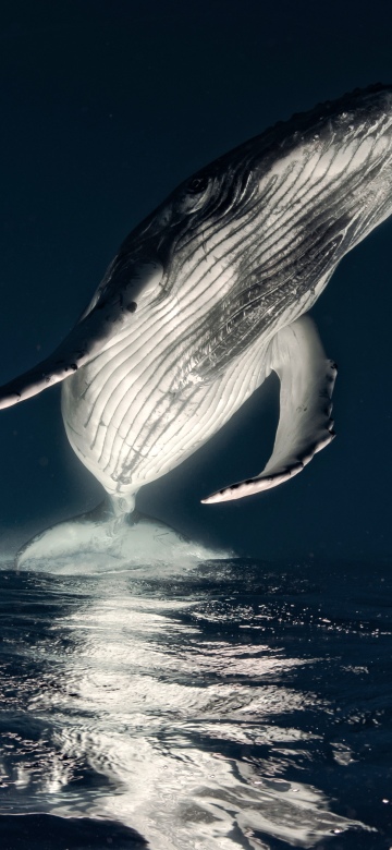 Humpback whale, Breaching