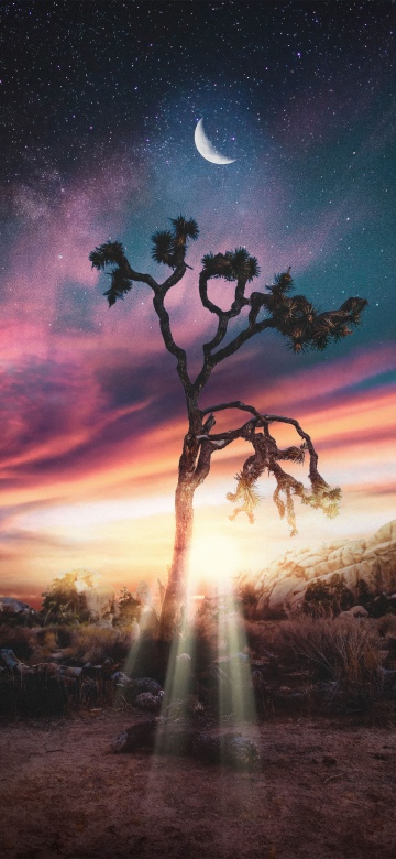 Lonely iPhone wallpaper