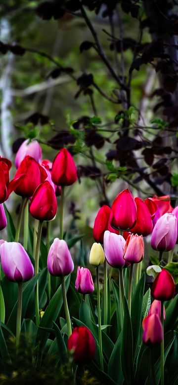 Tulip flowers, Multicolor, Colorful, Blossom, Pink, Red, Spring, Plant, Trees, Green, 5K