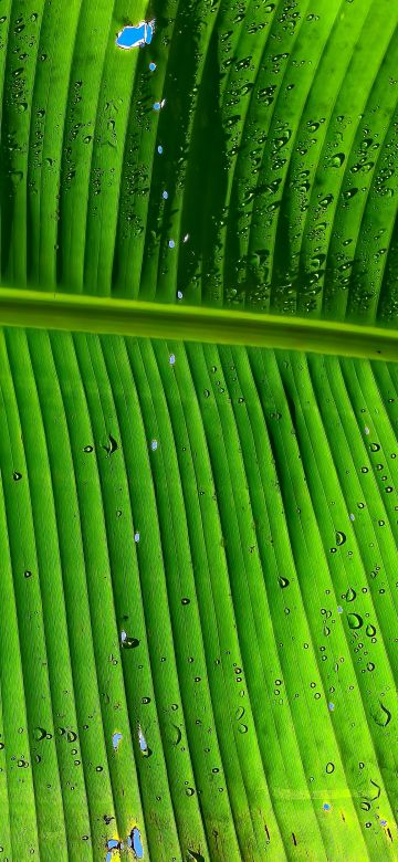 Banana Leaf, Green background, Texture, Pattern, Water drops, Closeup, 5K