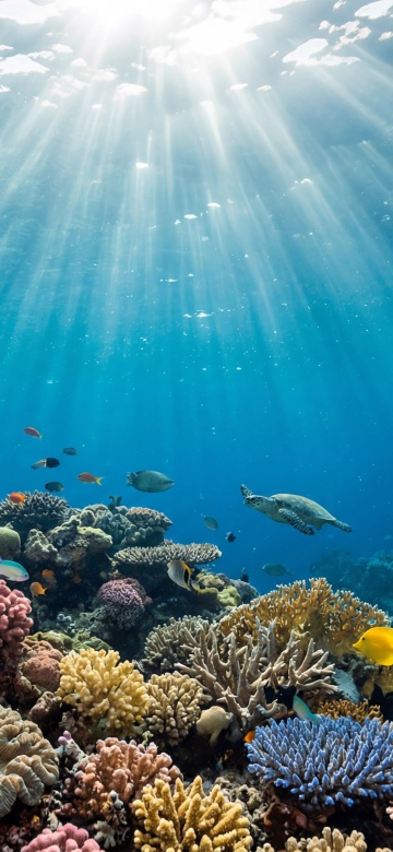 Coral Reef June 2026 Calendar