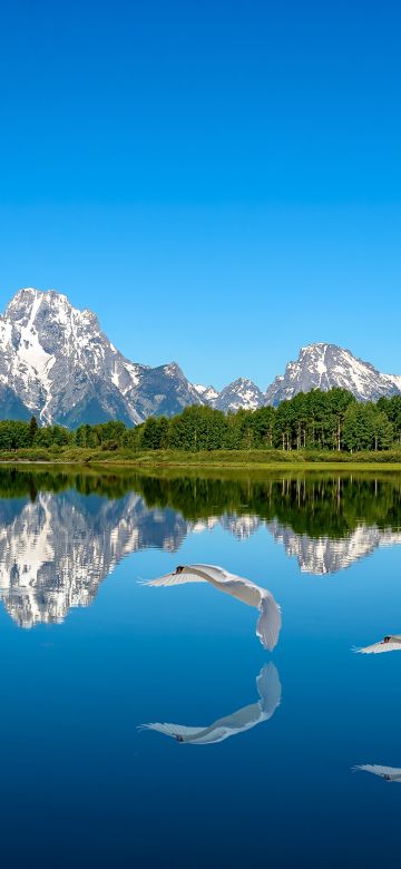 Lake, Blue aesthetic, Mountains, Blue Sky, Landscape, Clear sky, Reflection, Water, Swans, Snow covered, Trees, Scenic, Beautiful