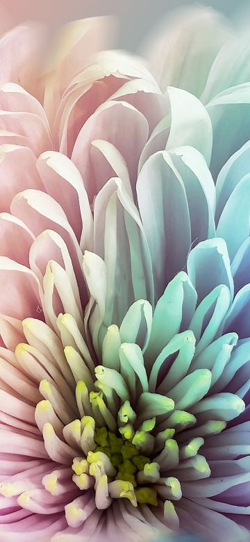 Chrysanthemum, Colorful