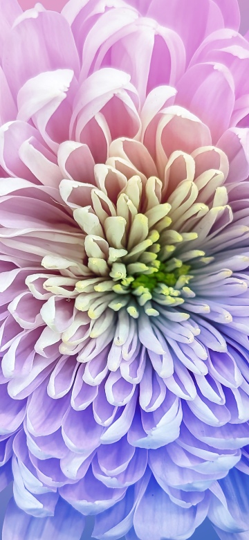 Chrysanthemum, Vibrant