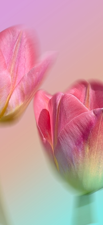 Pink Tulips, Gradient background