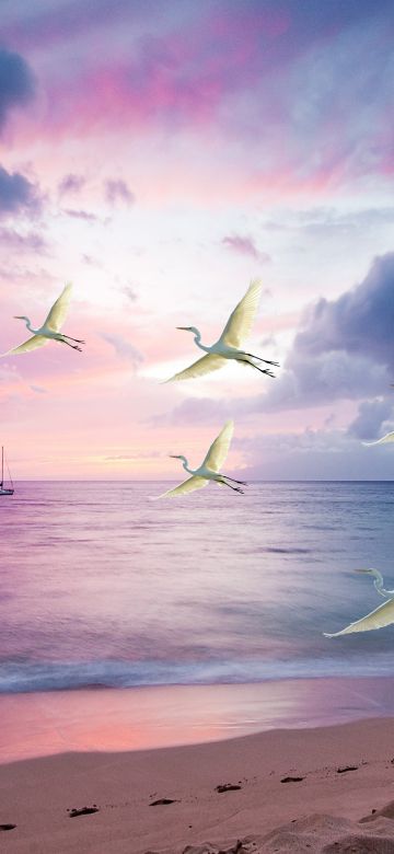 Egrets, White Birds, Beach, Sunset, Purple sky, Clouds, Ocean, Sea, Sand, Boat, Seascape