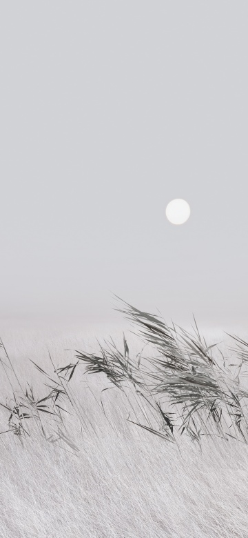 Grey, Grass Landscape
