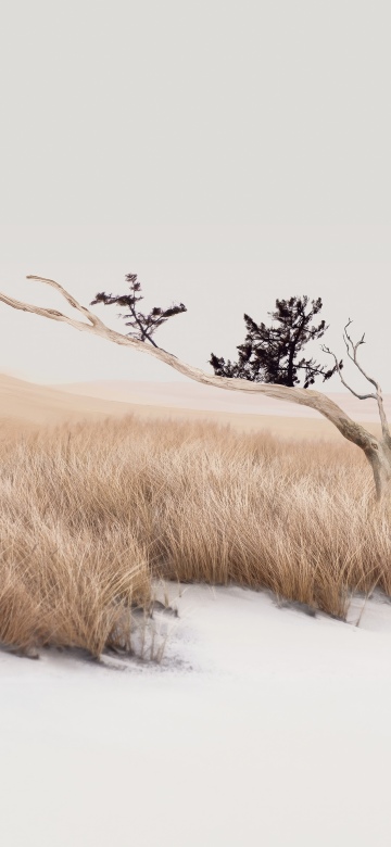 Tranquil, Landscape