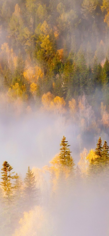 Thick forest, Misty
