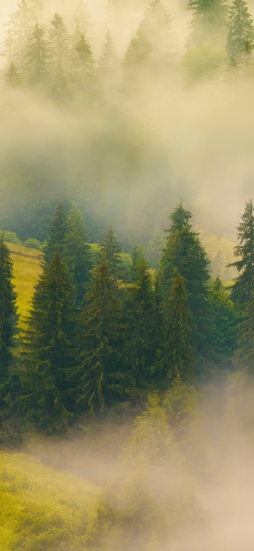 Misty, Forest