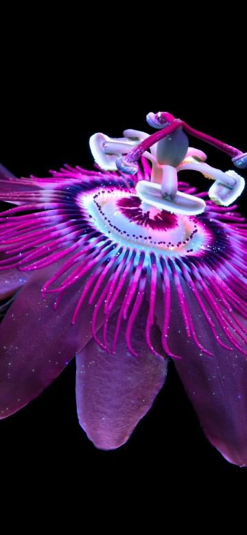 Passion Flower, Aluminium OS stock wallpaper