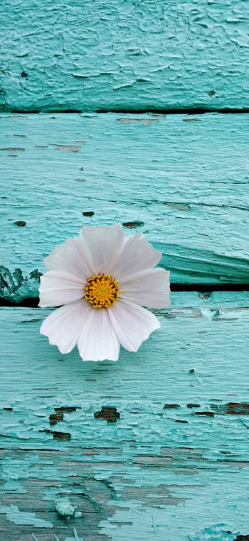 White flower, Wooden background, Teal, Turquoise, 5K, Pastel cyan, Pastel background