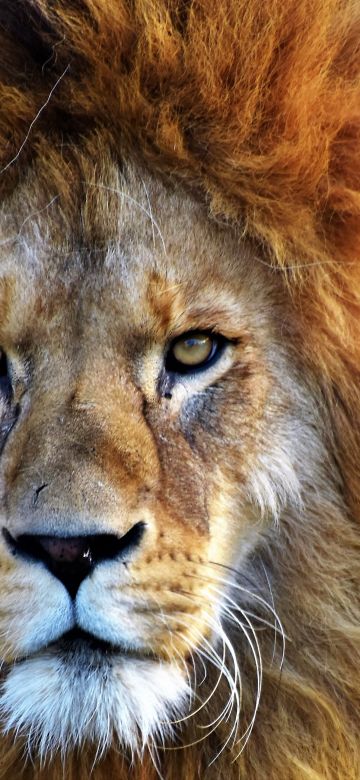 African Lion, Closeup, Big cat, Predator, Wild animal, Carnivore