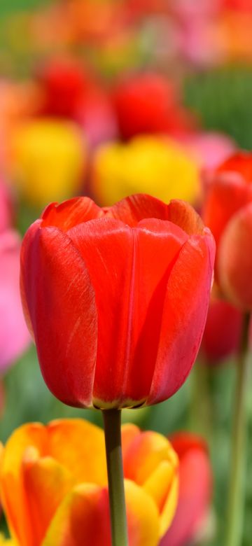 Tulip Field, Multicolor, Colorful, Flower garden, Spring, Blossom, Bloom, Red, Yellow, 5K