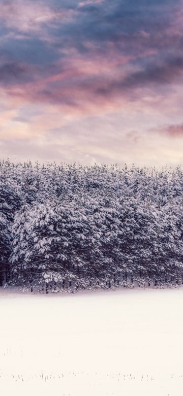 Snow covered, Trees, Winter snow, Landscape, Clouds, Scenery, White, Forest, 5K, 8K