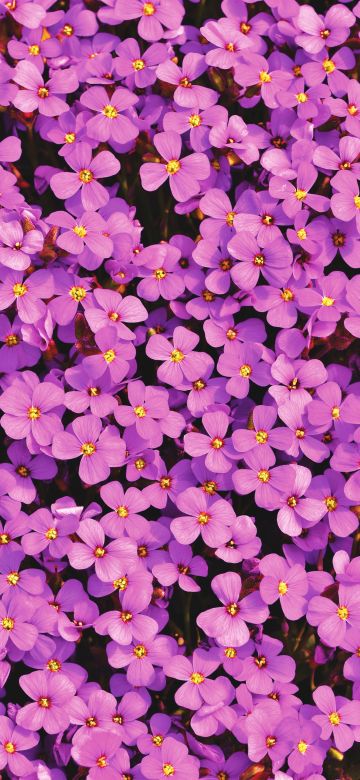 Aubrieta Flowers, Beautiful, Violet, Blossom, Spring, Bloom, Purple, Floral Background, Aesthetic, 5K