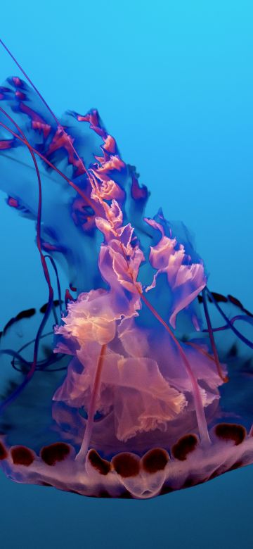 Jellyfish, Pink, Underwater, Sea Life Aquarium, Blue background, Floating, 5K, 8K