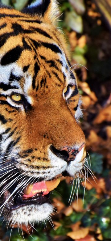 Tiger face, Predator, Big cat, Wild animal, Zoo, Closeup, Carnivore