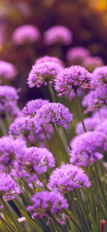 Purple Flowers, Flower garden, Blossom, Bloom, Spring, Bokeh, Vibrant, 5K