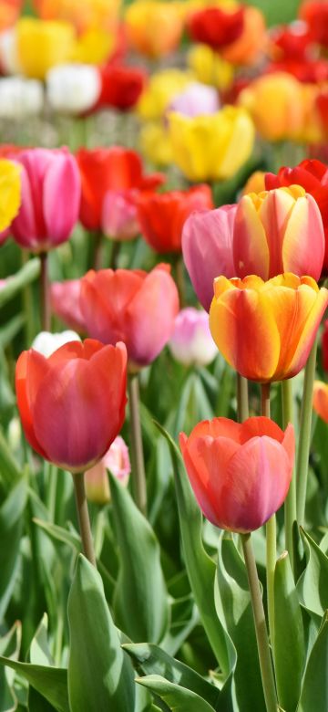 Tulip Field, Multicolor, Colorful, Red, Yellow, Flower garden, Tulip flowers, Green leaves, Blossom, Bloom, Spring, 5K, Tulip garden