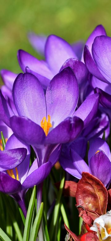 Crocus flowers, Violet flowers, Garden, Blossom, Bloom, Spring, Flora, 5K